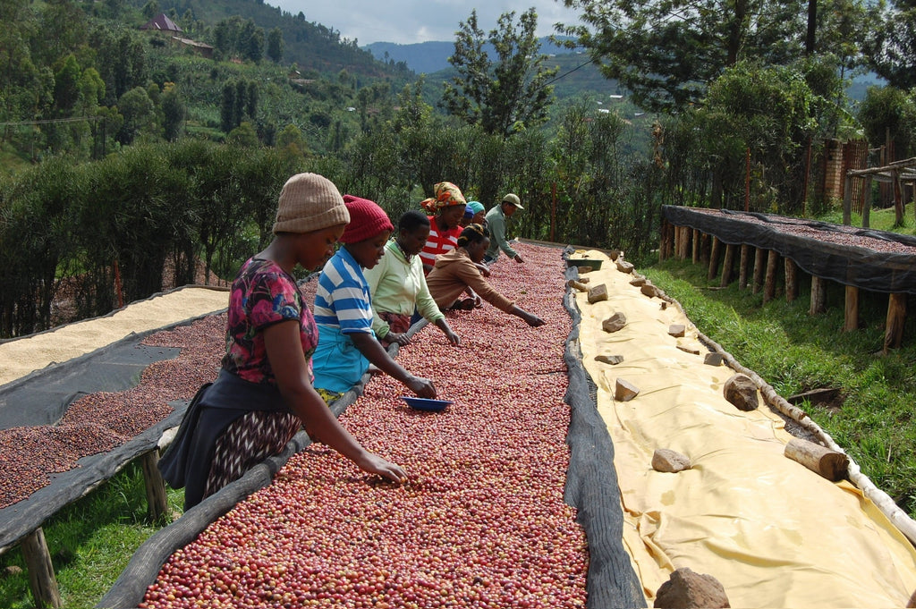 Sådan bliver din kaffe dyrket, høstet og ristet