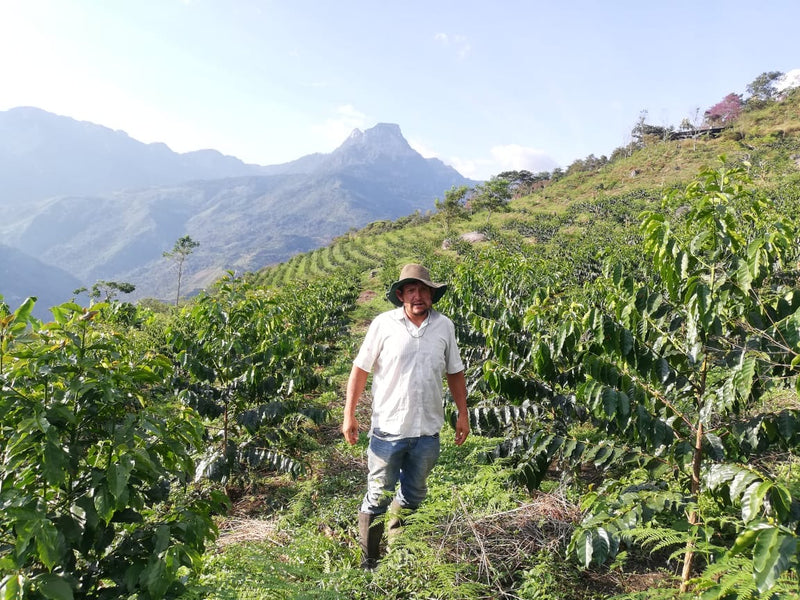 Selection Planadas, Colombia